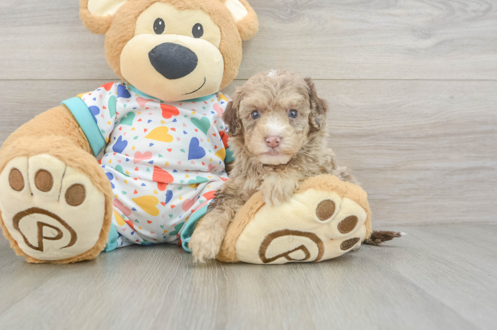 5 week old Havapoo Puppy For Sale - Windy City Pups