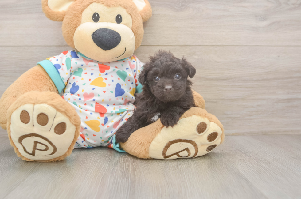 5 week old Havapoo Puppy For Sale - Windy City Pups