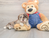 8 week old Havapoo Puppy For Sale - Windy City Pups