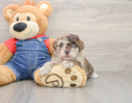 8 week old Havapoo Puppy For Sale - Windy City Pups