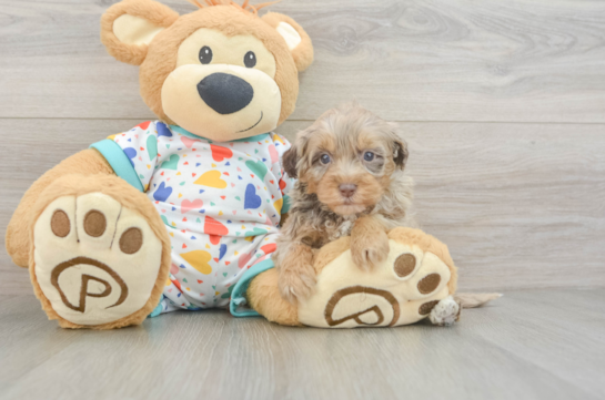 Adorable Havadoodle Poodle Mix Puppy