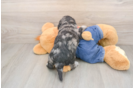 Energetic Havadoodle Poodle Mix Puppy