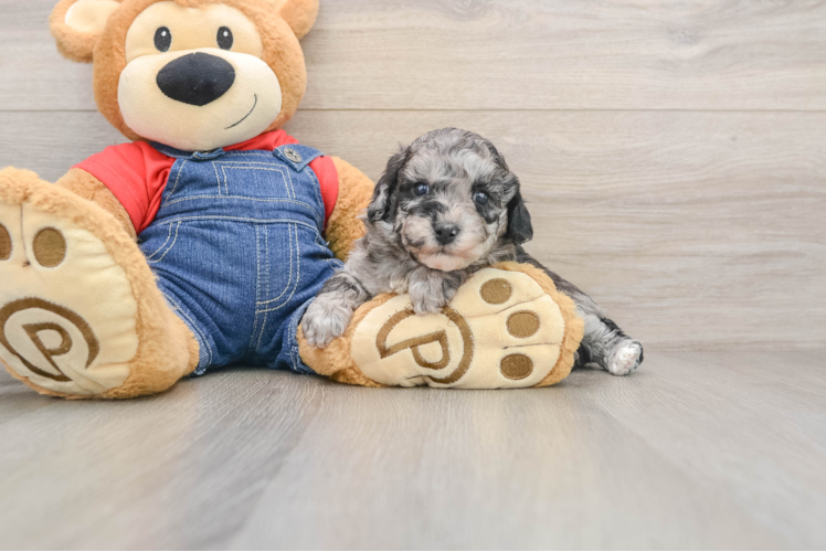 Havapoo Puppy for Adoption