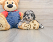 8 week old Havapoo Puppy For Sale - Windy City Pups