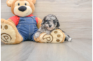 Havapoo Puppy for Adoption