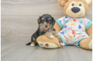 Energetic Havadoodle Poodle Mix Puppy