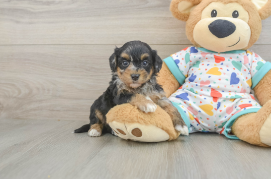 Energetic Havadoodle Poodle Mix Puppy
