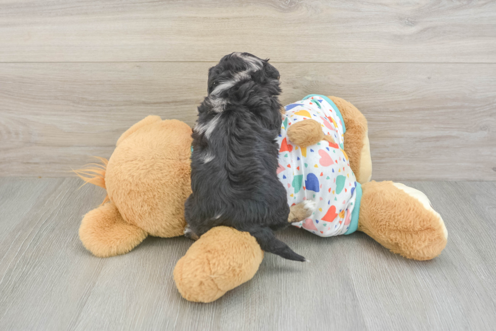 Havapoo Pup Being Cute