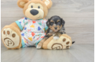 Havapoo Pup Being Cute