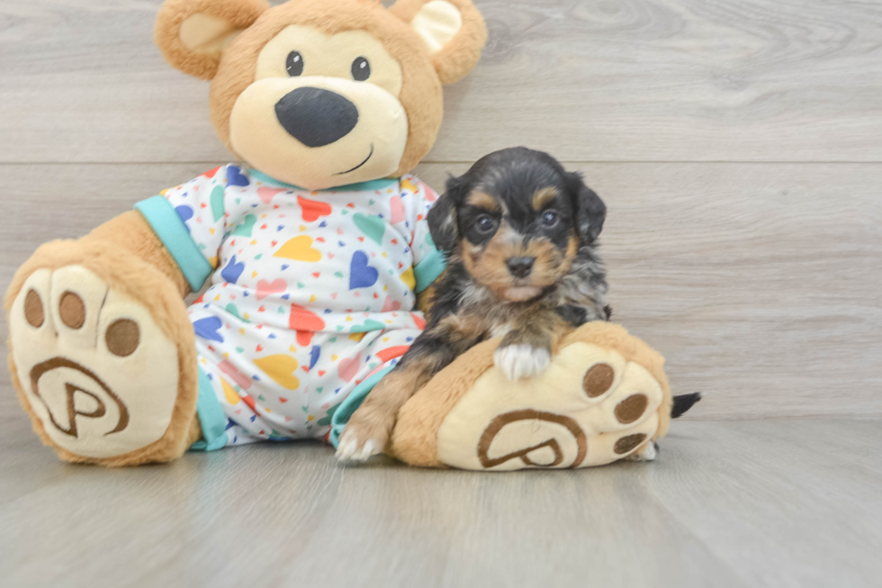 Havapoo Pup Being Cute