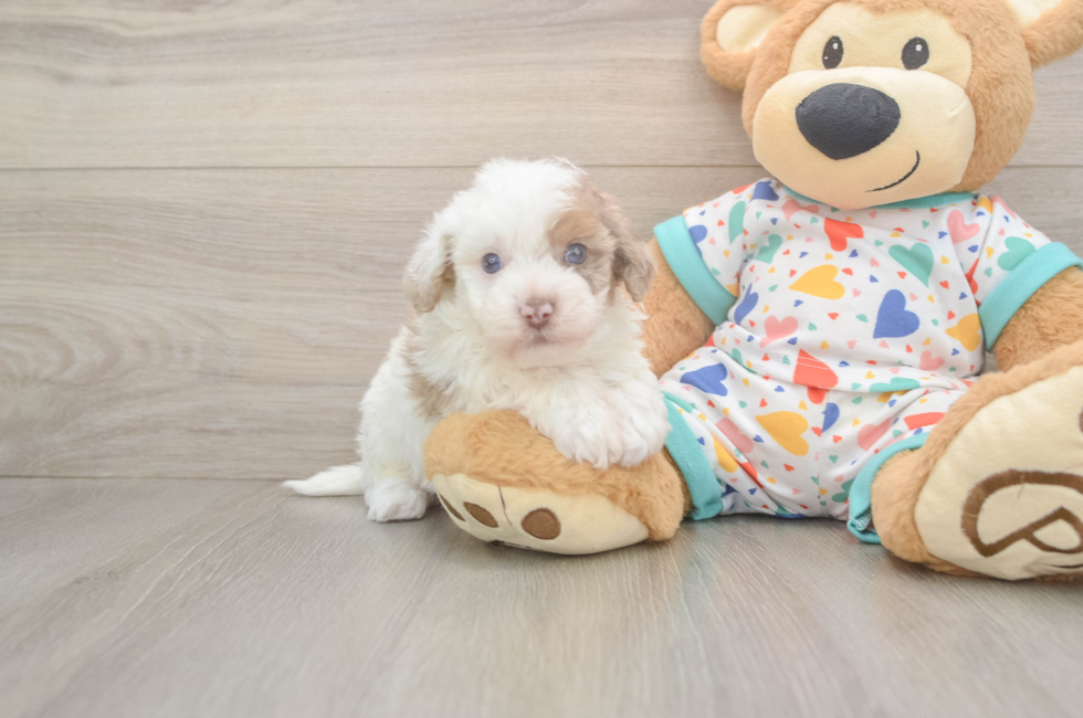 5 week old Havapoo Puppy For Sale - Windy City Pups