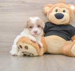 8 week old Havapoo Puppy For Sale - Windy City Pups
