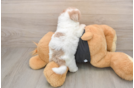 Havapoo Puppy for Adoption