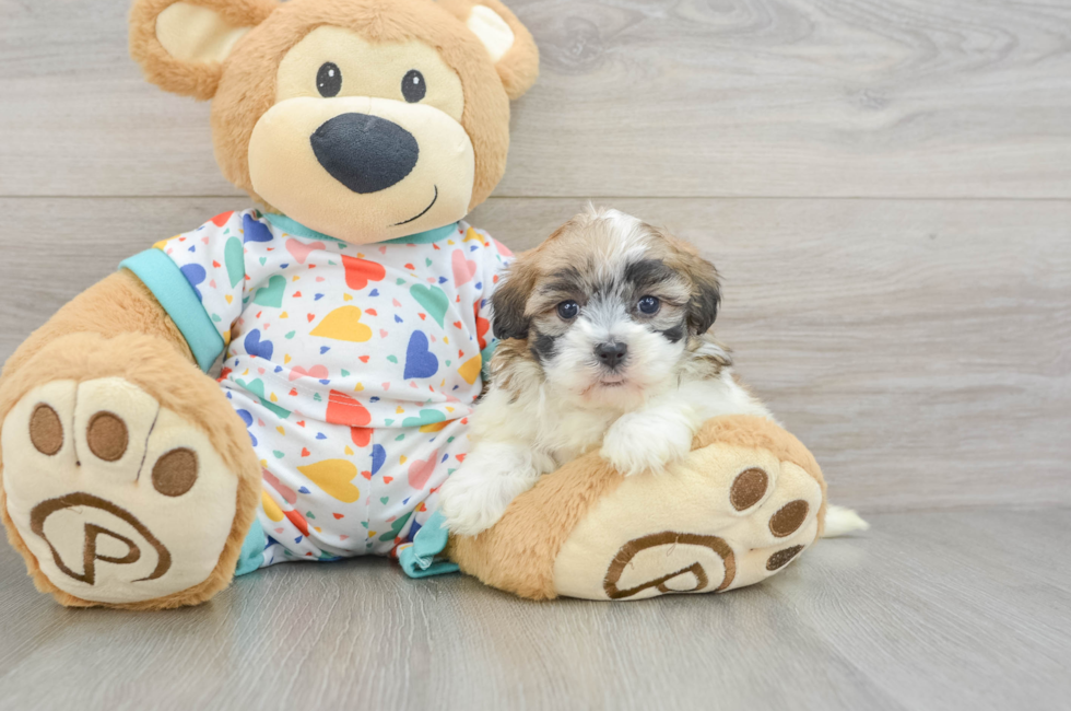 5 week old Havapoo Puppy For Sale - Windy City Pups