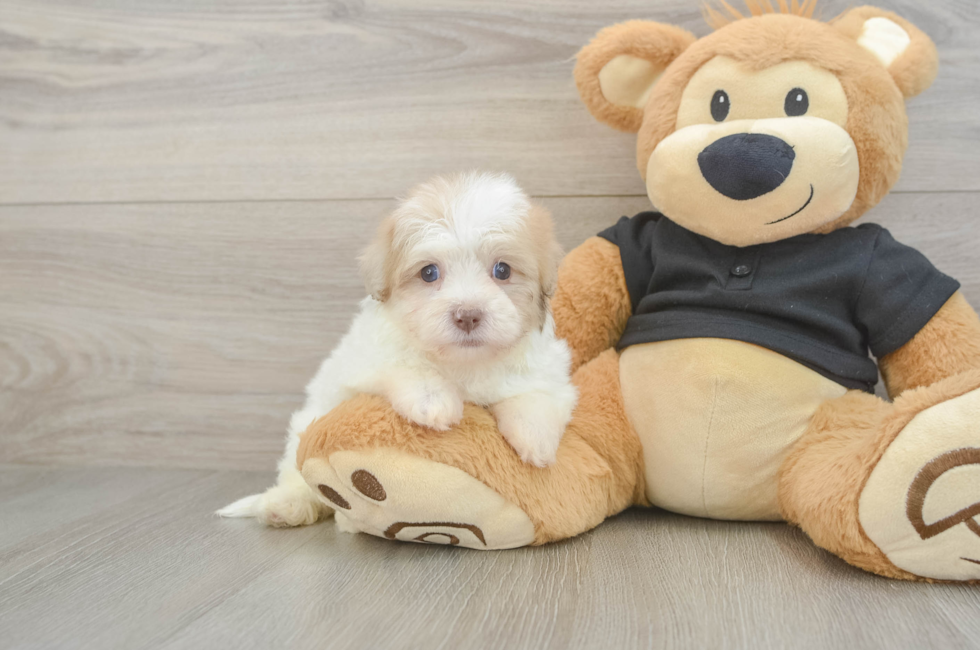 5 week old Havapoo Puppy For Sale - Windy City Pups