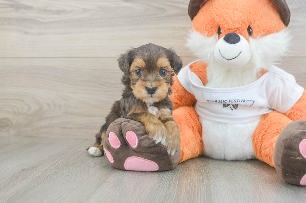 5 week old Havapoo Puppy For Sale - Windy City Pups