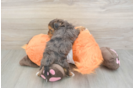 Havapoo Pup Being Cute