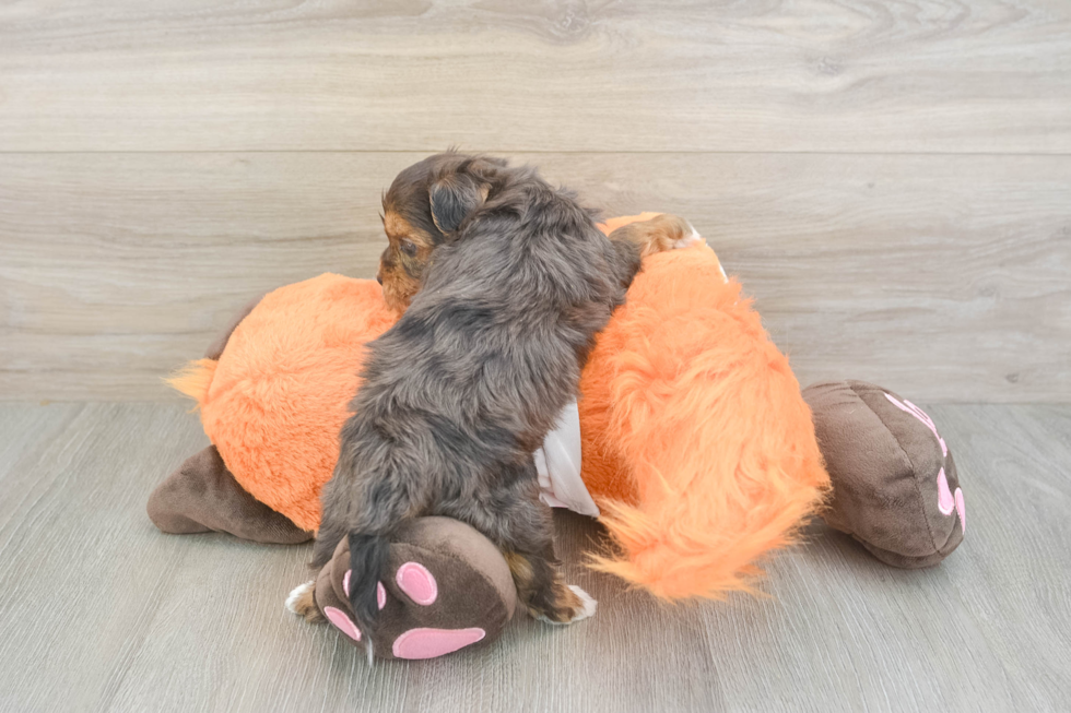 Havapoo Pup Being Cute