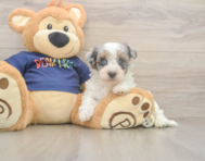 7 week old Havapoo Puppy For Sale - Windy City Pups