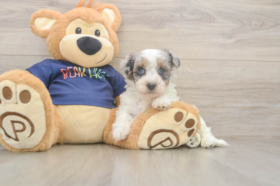 5 week old Havapoo Puppy For Sale - Windy City Pups