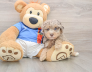 7 week old Havapoo Puppy For Sale - Windy City Pups