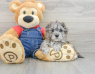 8 week old Havapoo Puppy For Sale - Windy City Pups