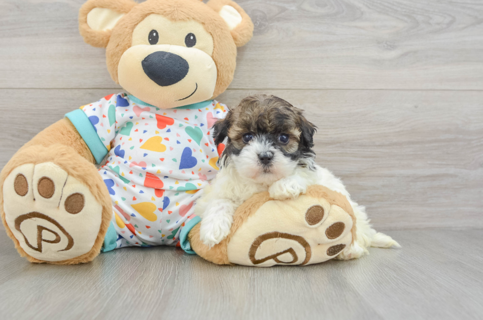 5 week old Havapoo Puppy For Sale - Windy City Pups