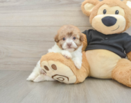 8 week old Havapoo Puppy For Sale - Windy City Pups