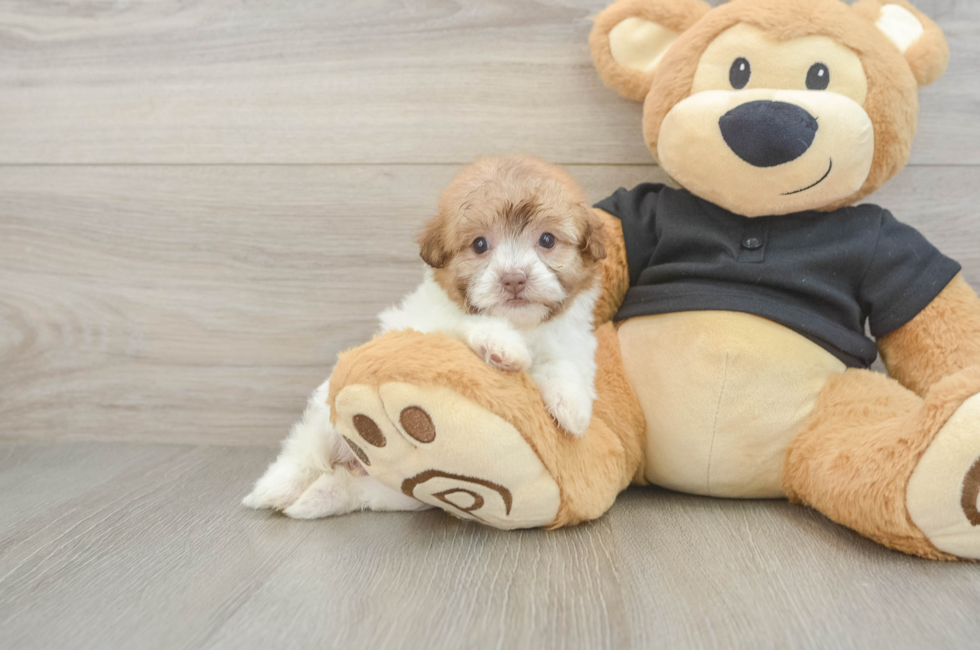 5 week old Havapoo Puppy For Sale - Windy City Pups
