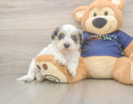 7 week old Havapoo Puppy For Sale - Windy City Pups