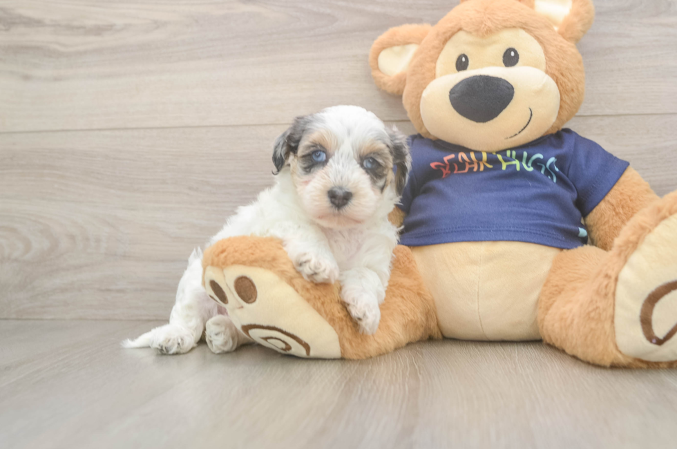 5 week old Havapoo Puppy For Sale - Windy City Pups