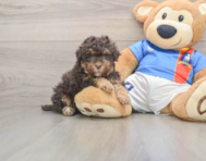 7 week old Havapoo Puppy For Sale - Windy City Pups