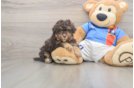 Best Havapoo Baby