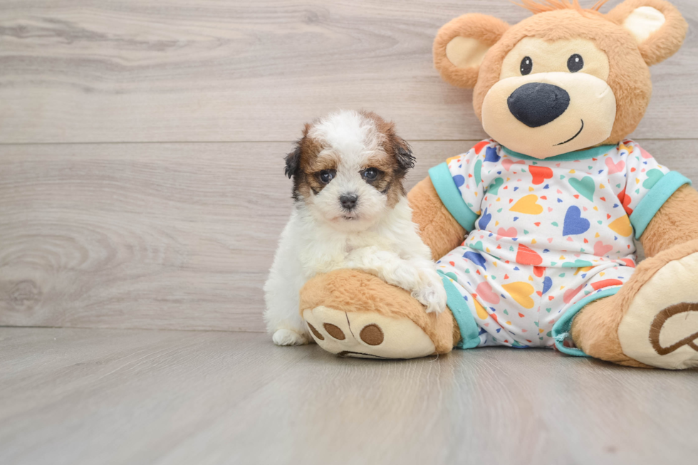 Adorable Havadoodle Poodle Mix Puppy