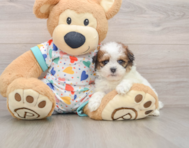 8 week old Havapoo Puppy For Sale - Windy City Pups