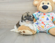 6 week old Havapoo Puppy For Sale - Windy City Pups