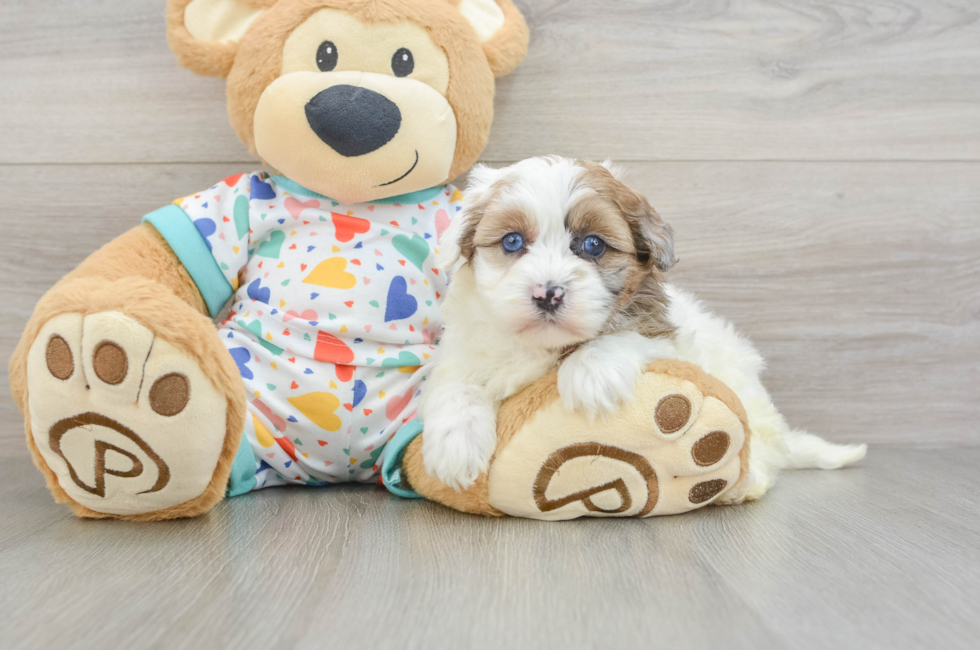 5 week old Havapoo Puppy For Sale - Windy City Pups