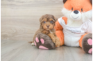 Petite Havapoo Poodle Mix Pup