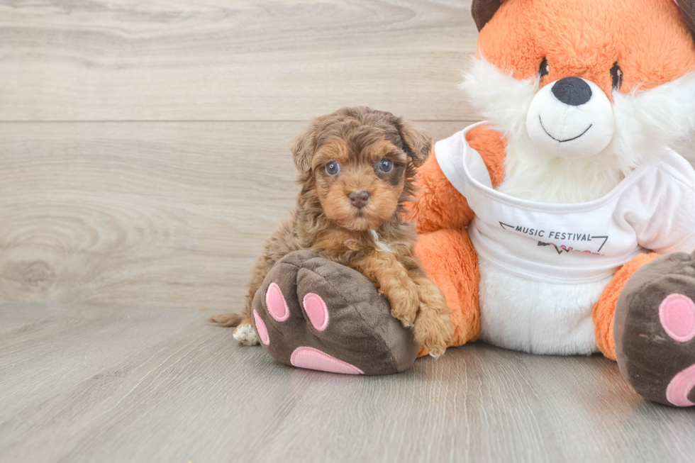 Petite Havapoo Poodle Mix Pup