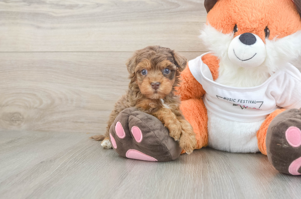 5 week old Havapoo Puppy For Sale - Windy City Pups