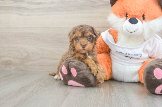 Petite Havapoo Poodle Mix Pup