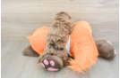 Havapoo Puppy for Adoption