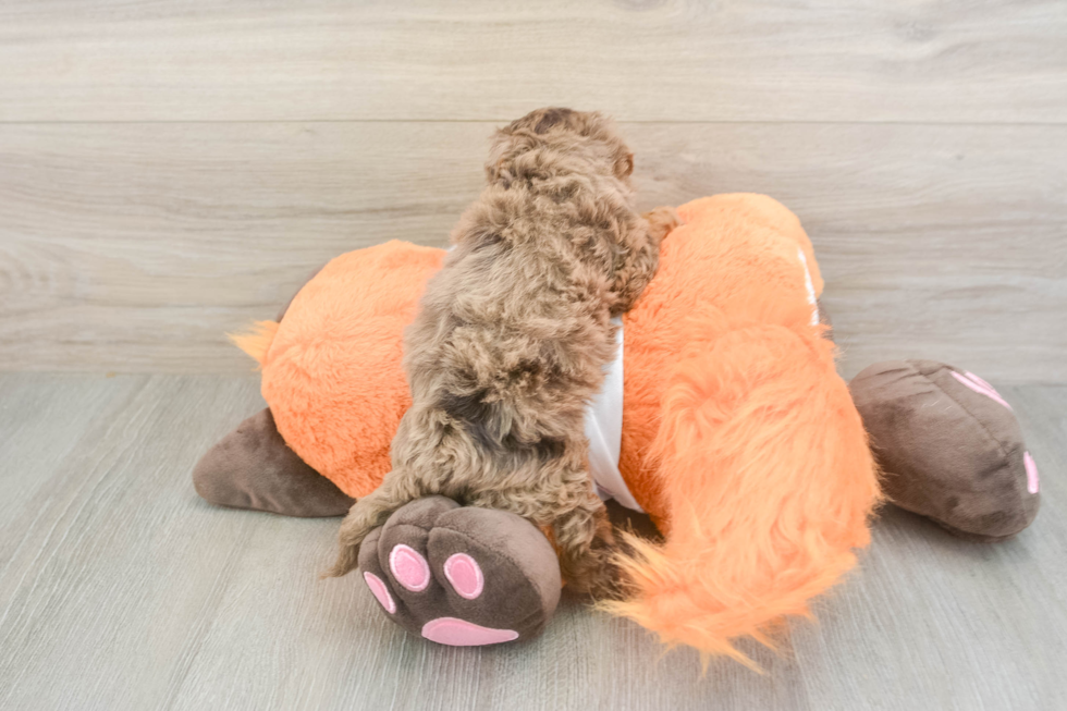 Havapoo Puppy for Adoption