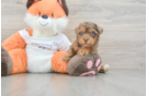 Cute Havapoo Baby