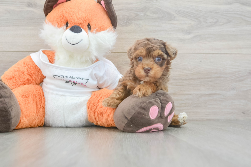 Cute Havapoo Baby