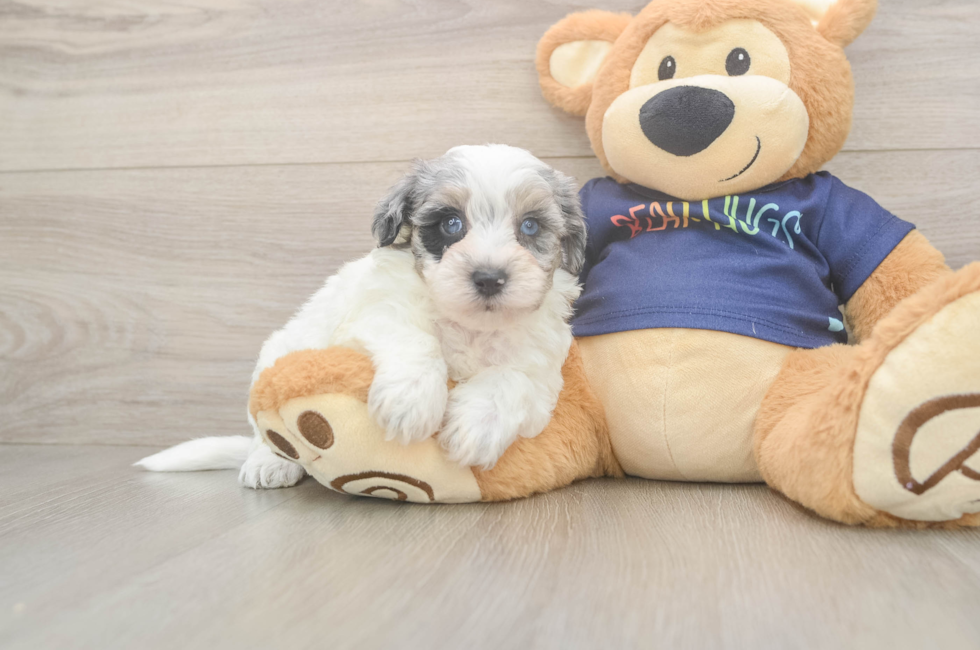 5 week old Havapoo Puppy For Sale - Windy City Pups