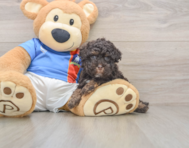 8 week old Havapoo Puppy For Sale - Windy City Pups