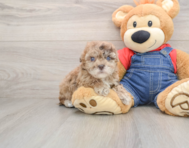 6 week old Havapoo Puppy For Sale - Windy City Pups