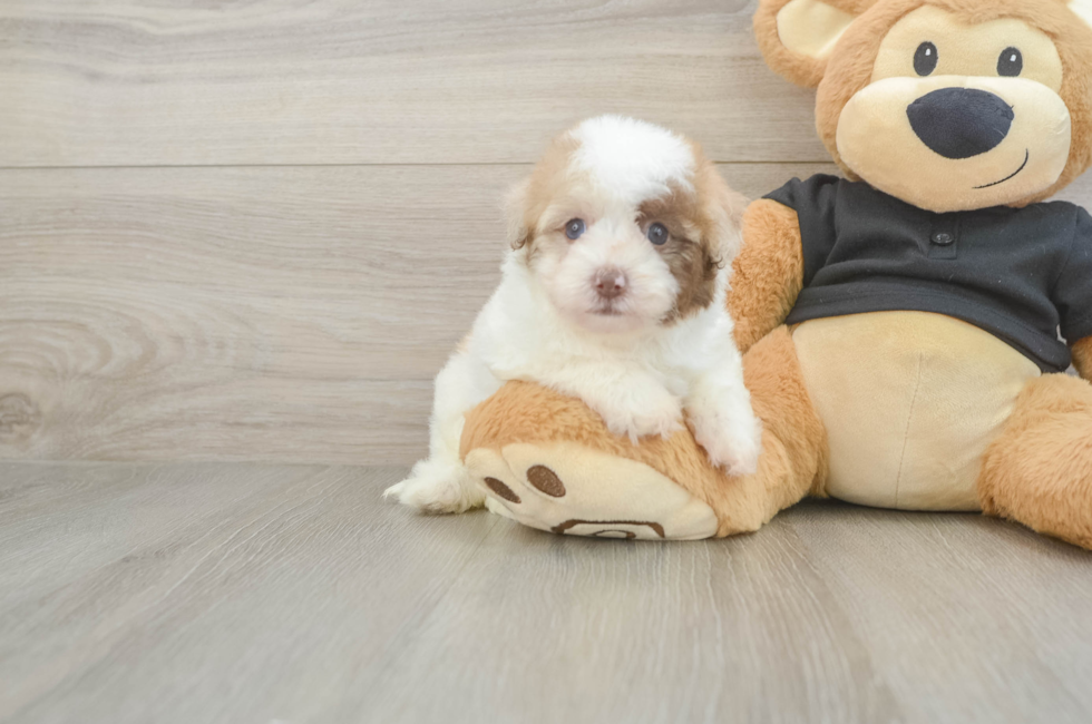 5 week old Havapoo Puppy For Sale - Windy City Pups