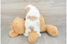 Playful Havadoodle Poodle Mix Puppy